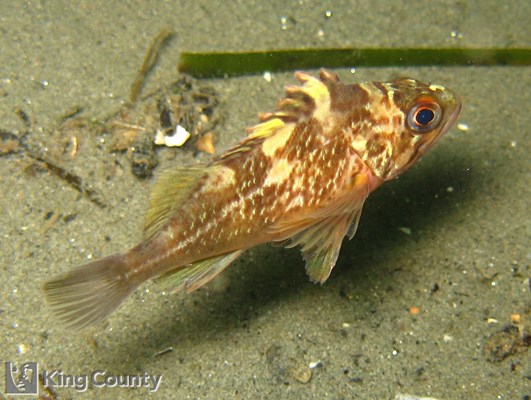 Photo of Sebastes maliger